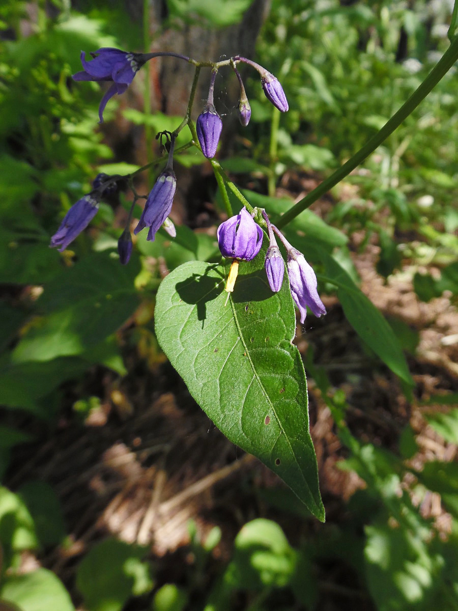 Изображение особи Solanum dulcamara.