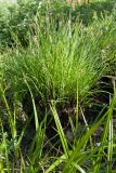 Carex juncella. Цветущее растение (кочка обгорела во время весеннего пала). Ленинградская обл., Гатчинский р-н, окр. пос. Пудость, берег р. Ижора, сыроватый луг на травертине. 26.05.2018.