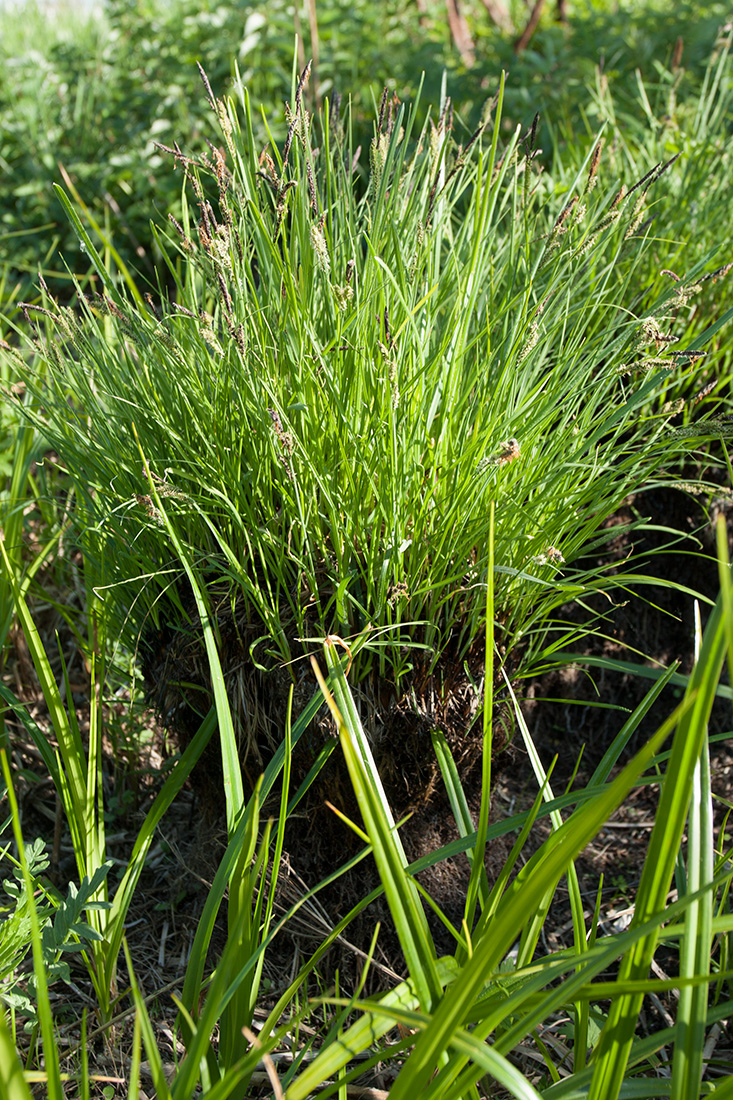 Изображение особи Carex juncella.