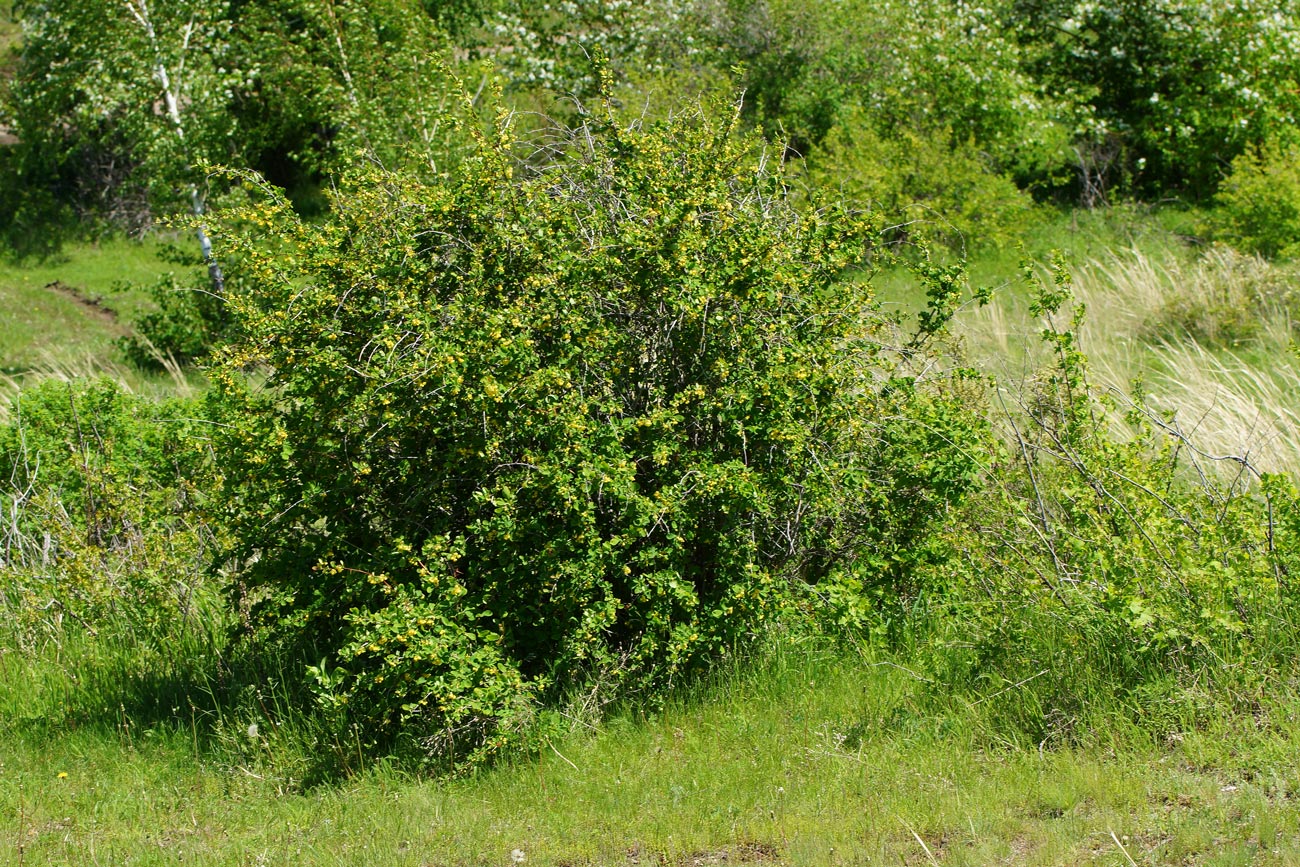 Image of Berberis sphaerocarpa specimen.