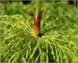 Equisetum sylvaticum