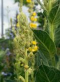 Verbascum phlomoides. Верхушка растения в стадии бутонизации. Пермский край, г. Пермь, Свердловский р-н, разнотравный некошеный газон. 12.07.2018.