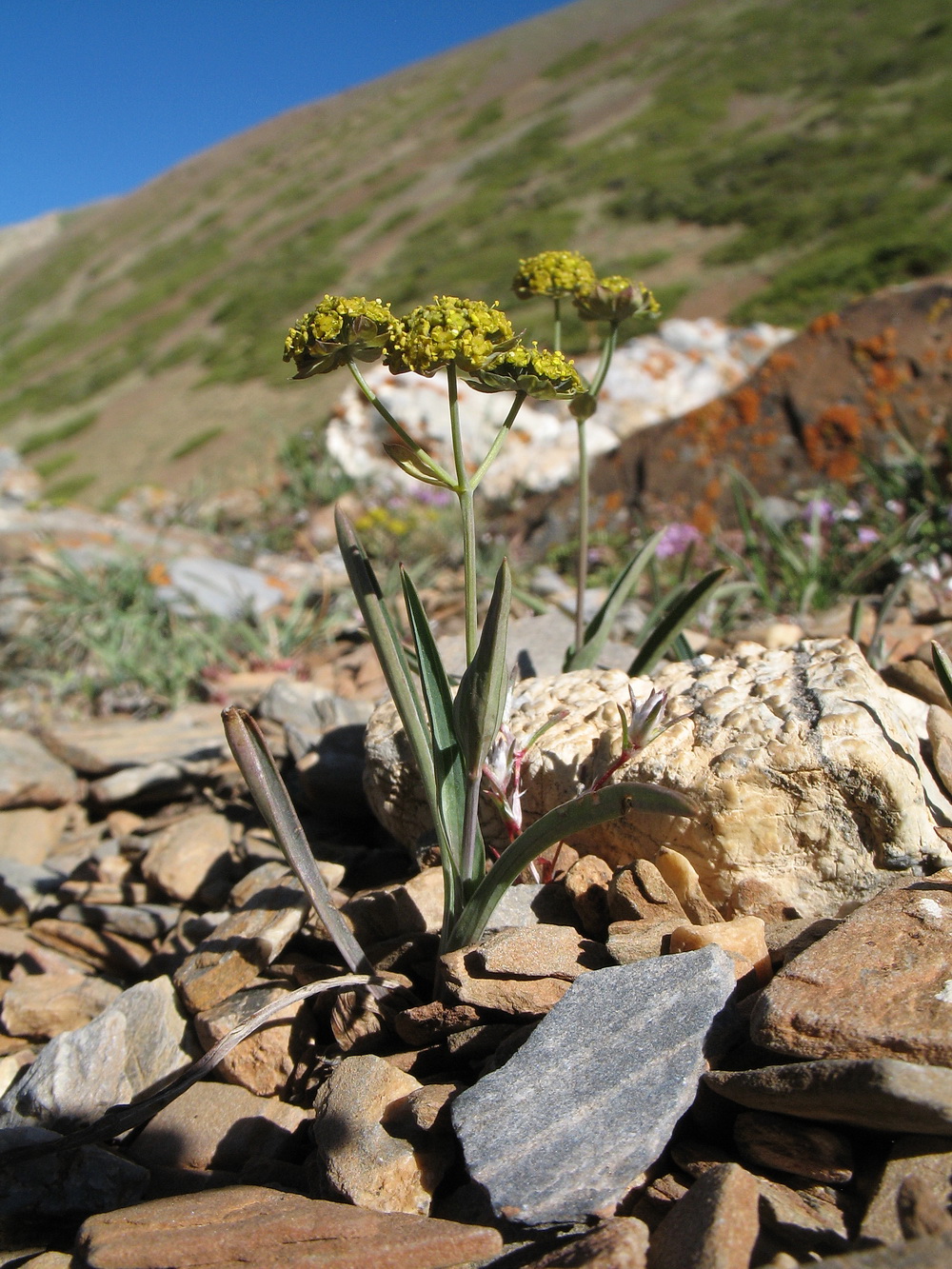 Image of Bupleurum thianschanicum specimen.