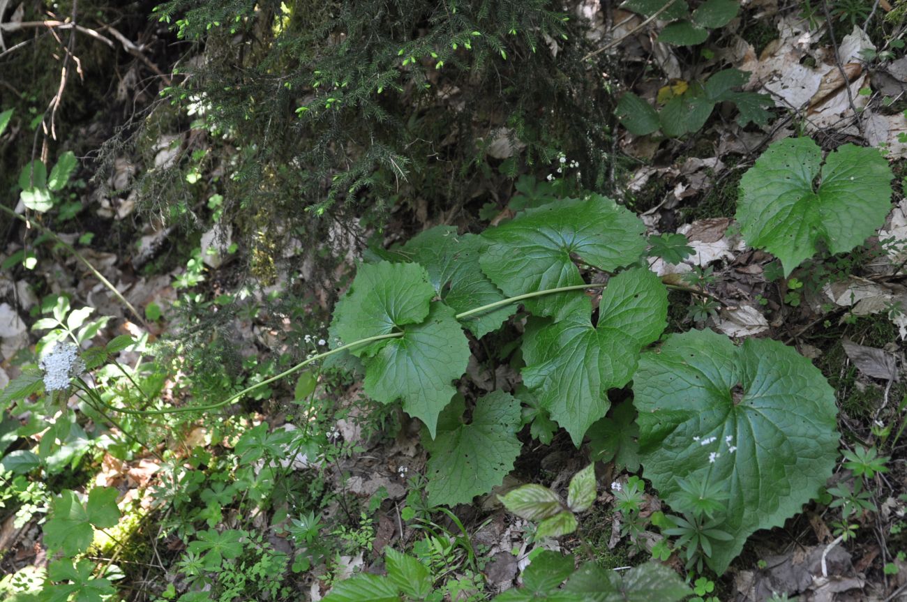 Изображение особи Valeriana tiliifolia.