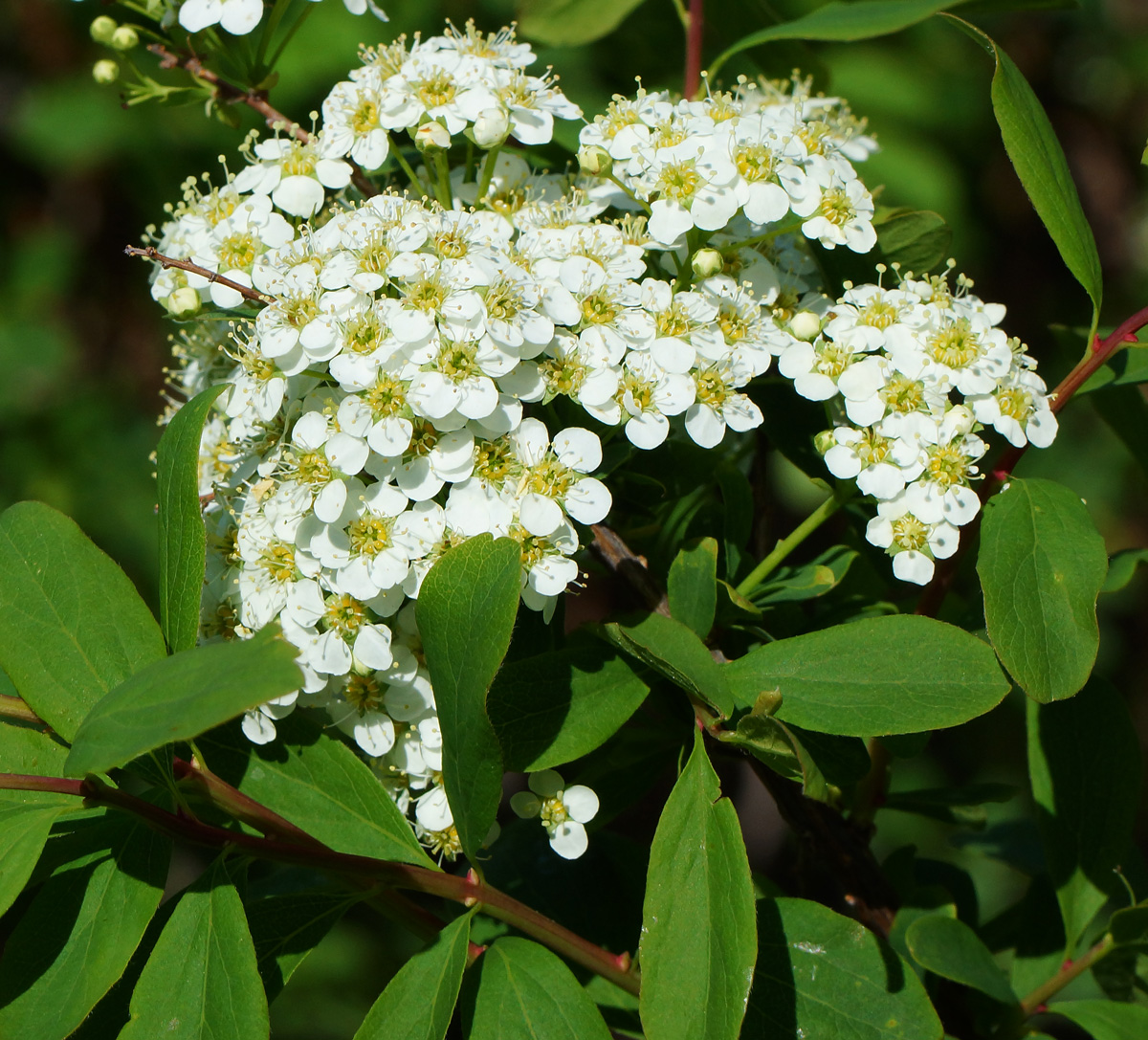 Изображение особи Spiraea media.