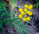 Tanacetum vulgare