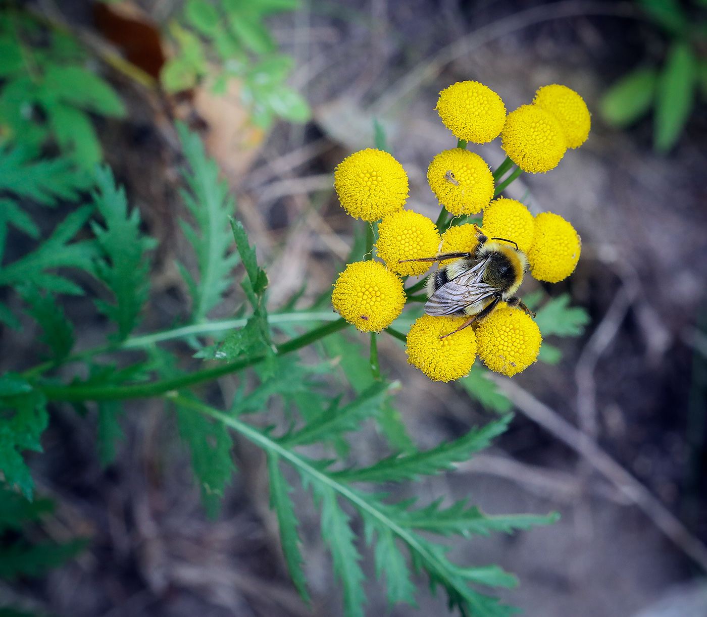 Изображение особи Tanacetum vulgare.