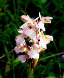 Anacamptis morio ssp. caucasica