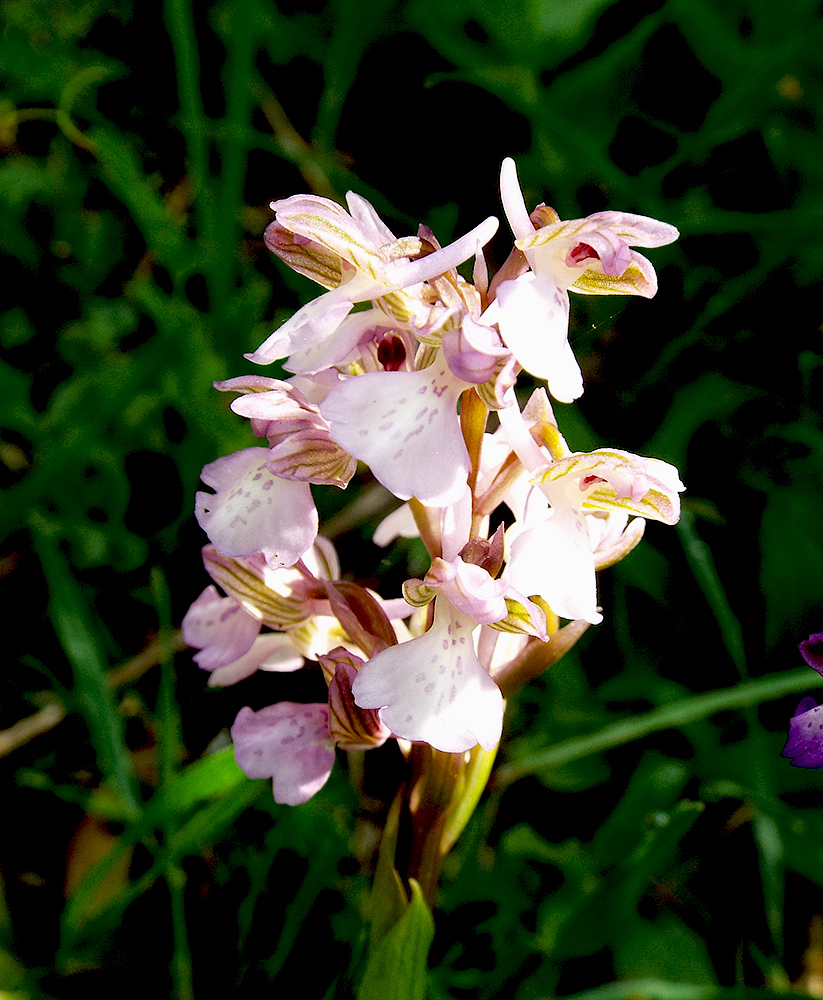 Изображение особи Anacamptis morio ssp. caucasica.