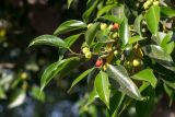 Ficus obliqua. Верхушка ветки с соплодиями. Израиль, восточный берег оз. Кинерет, оборудованный пляж, в культуре. 24.08.2018.