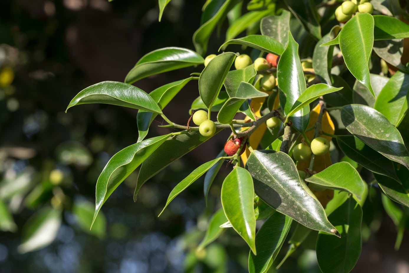 Изображение особи Ficus obliqua.