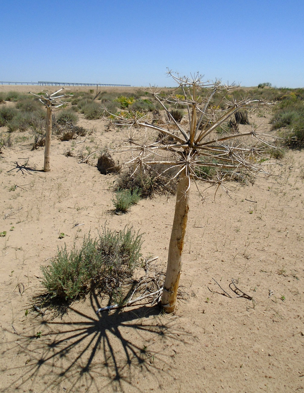 Image of Ferula foetida specimen.