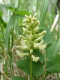 Astragalus glycyphyllos