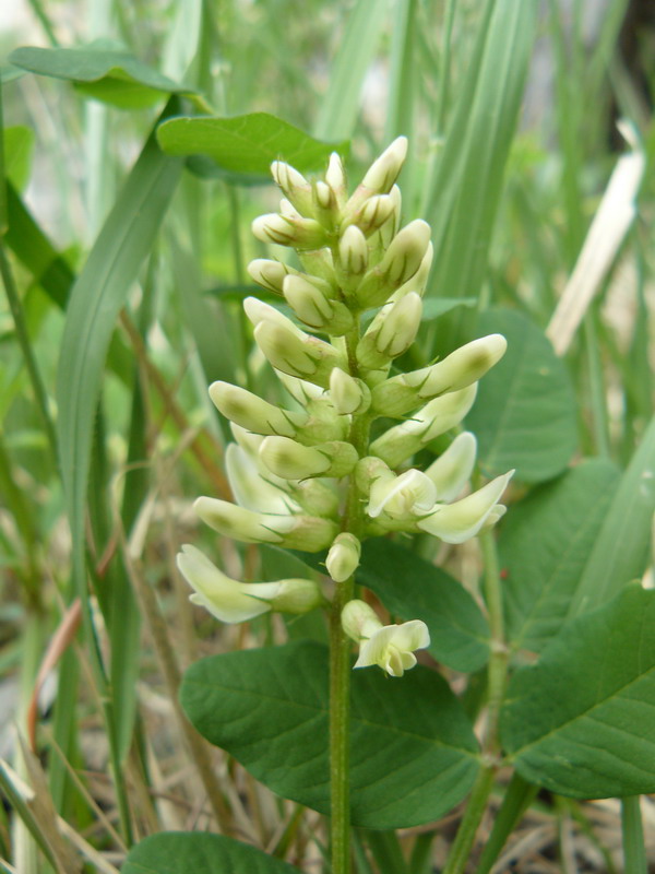 Image of Astragalus glycyphyllos specimen.