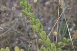 Reseda lutea