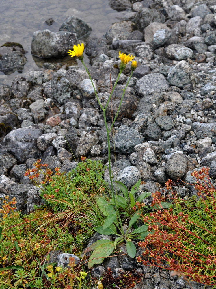 Изображение особи род Hieracium.