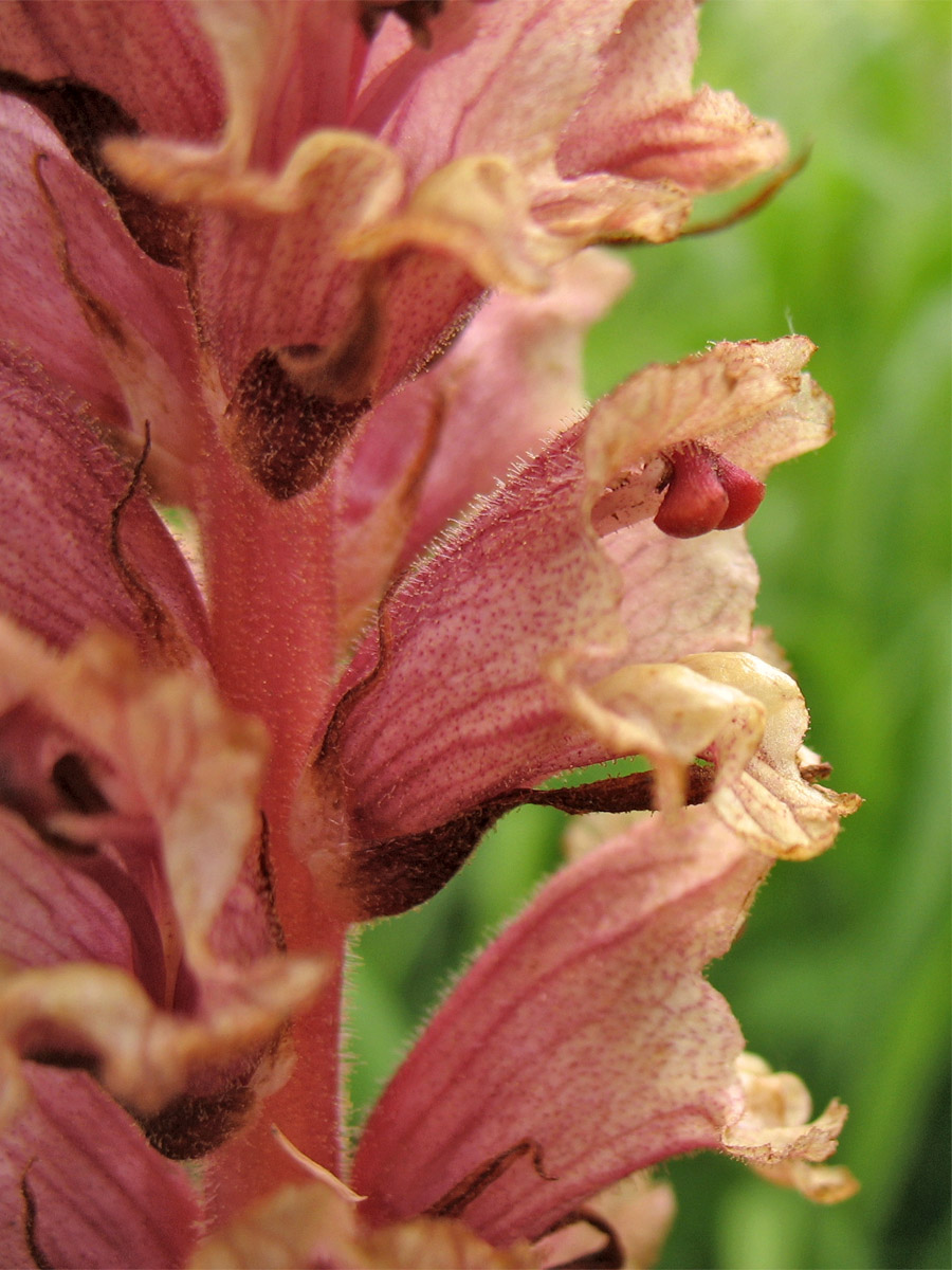 Image of Orobanche alba specimen.