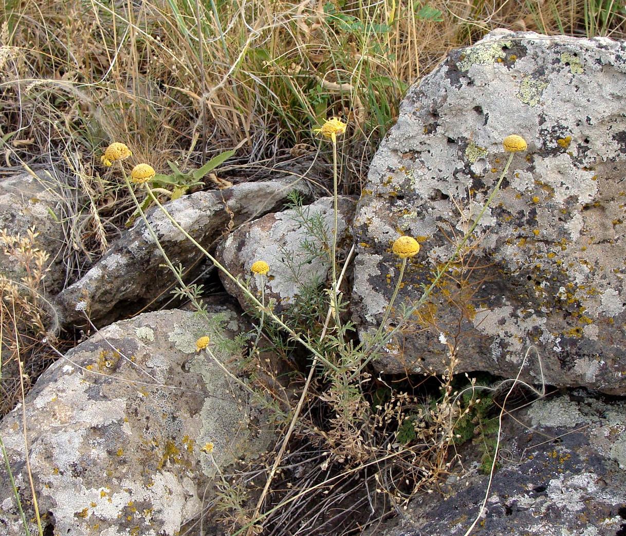 Изображение особи Anthemis tinctoria.