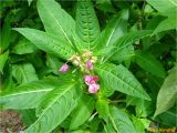 Impatiens glandulifera. Верхушка цветущего растения. Украина, Ивано-Франковская обл., Болеховский горсовет, Поляницкий сельсовет, Поляницкий региональный ландшафтный парк, кустарниковые заросли на берегу р. Сукель. 13.07.2018.