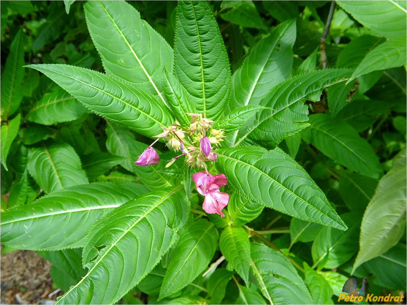 Image of Impatiens glandulifera specimen.