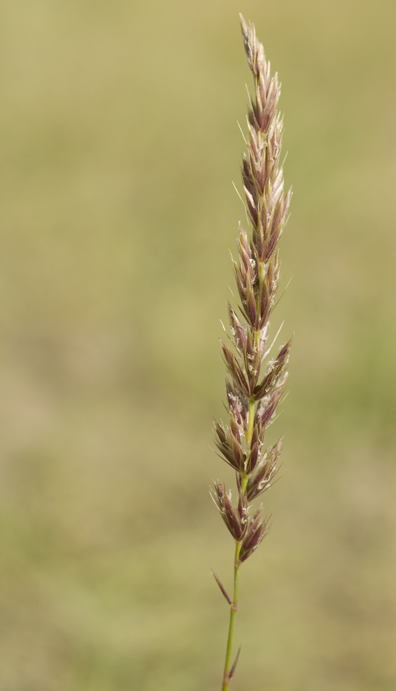 Image of genus Leymus specimen.