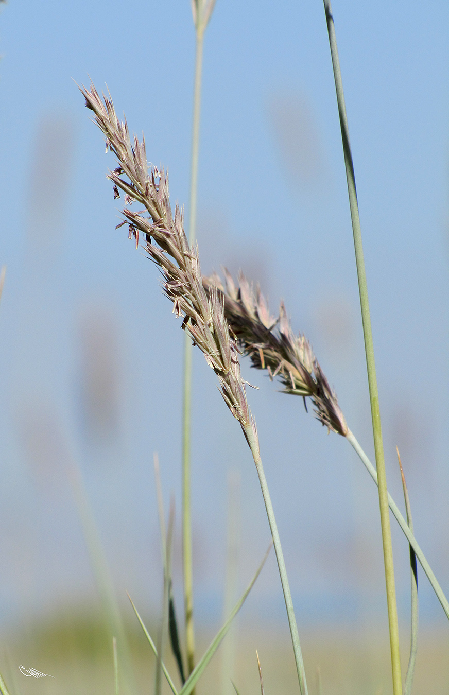 Image of Leymus pubescens specimen.
