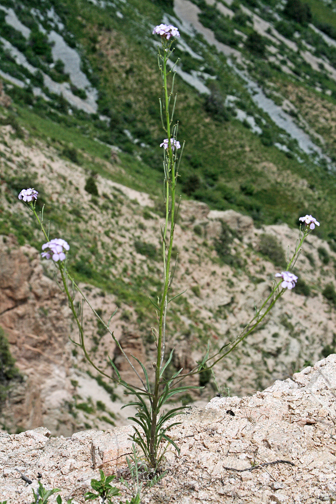Image of Erysimum cyaneum specimen.