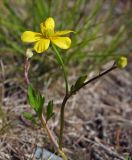 Ranunculus repens