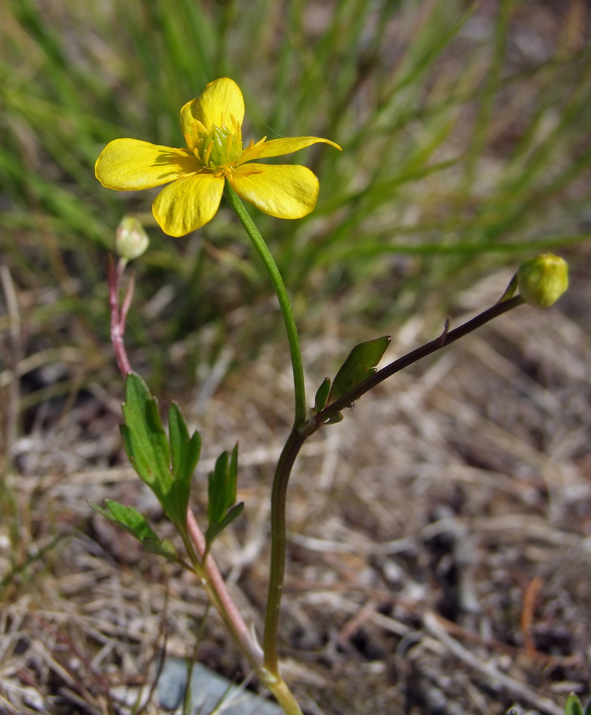 Изображение особи Ranunculus repens.