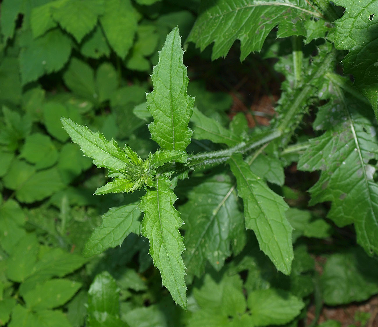 Изображение особи Carduus crispus.