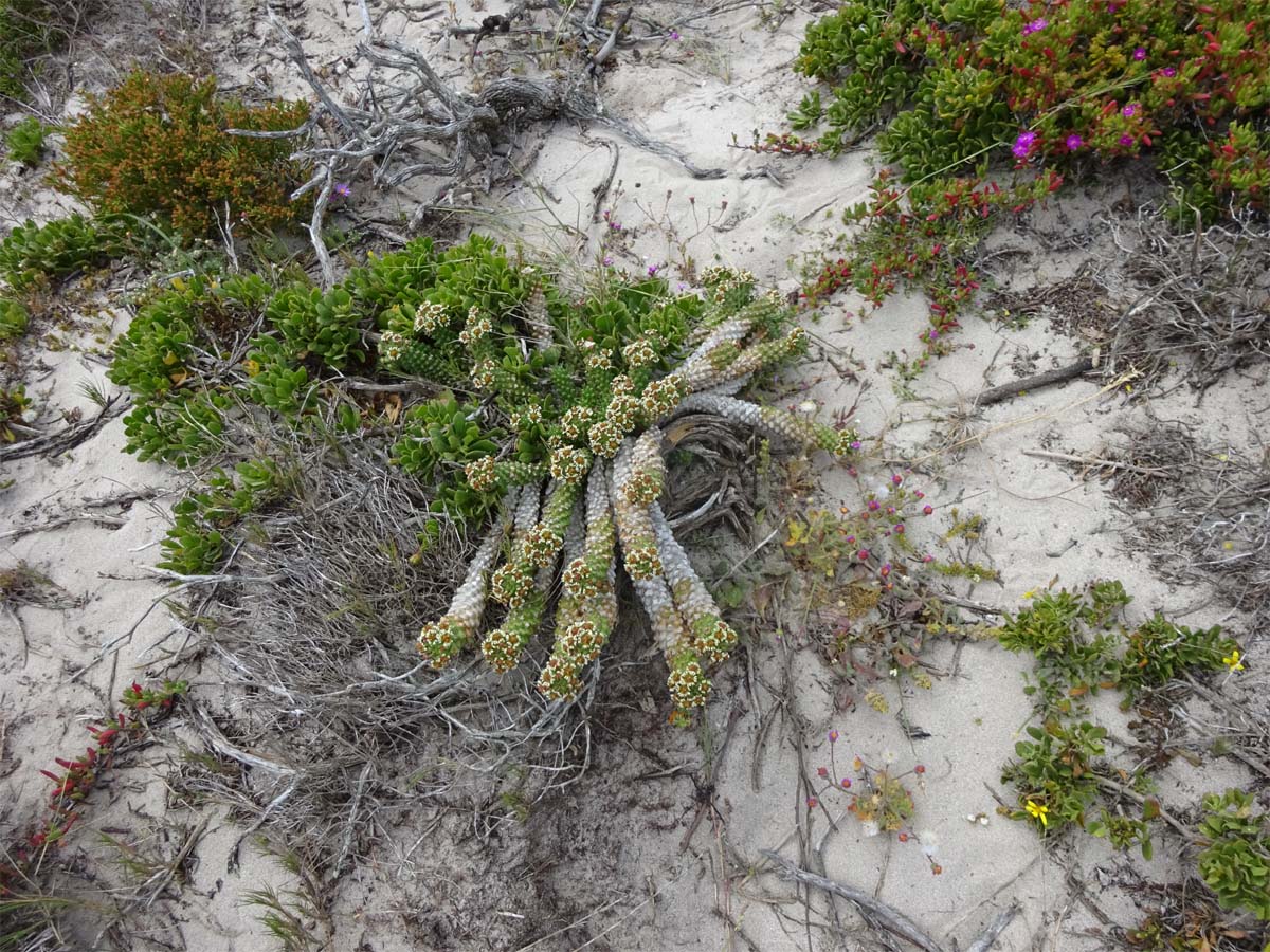 Image of Euphorbia caput-medusae specimen.