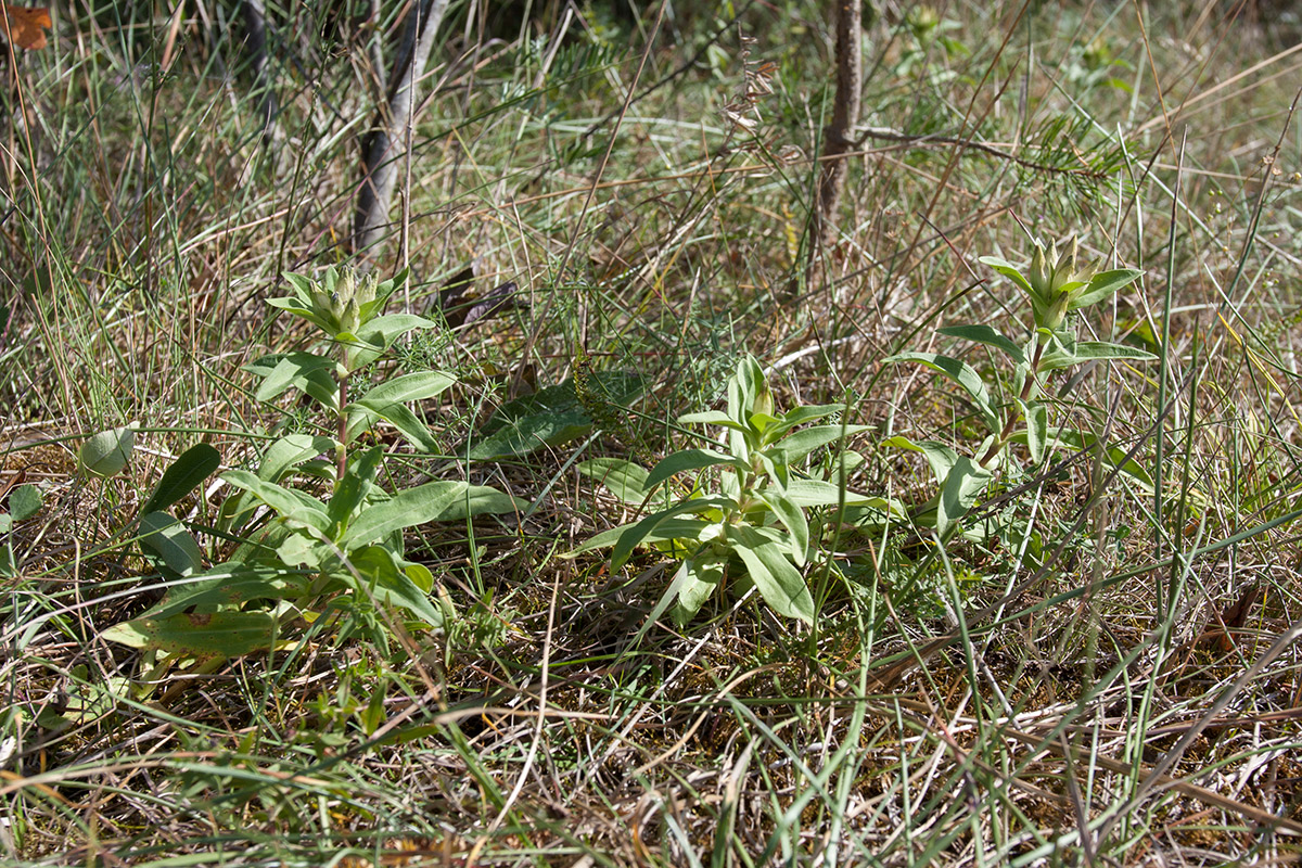 Image of Gentiana cruciata specimen.