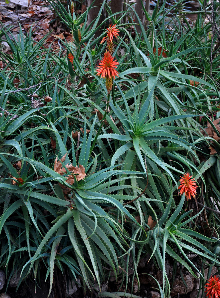 Изображение особи Aloe arborescens.