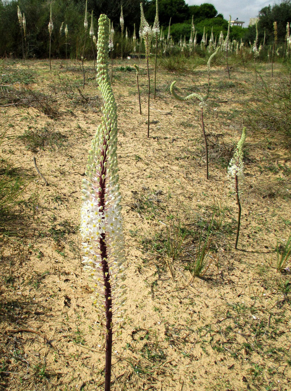 Изображение особи Drimia maritima.