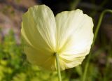 Papaver nudicaule ssp. gracile