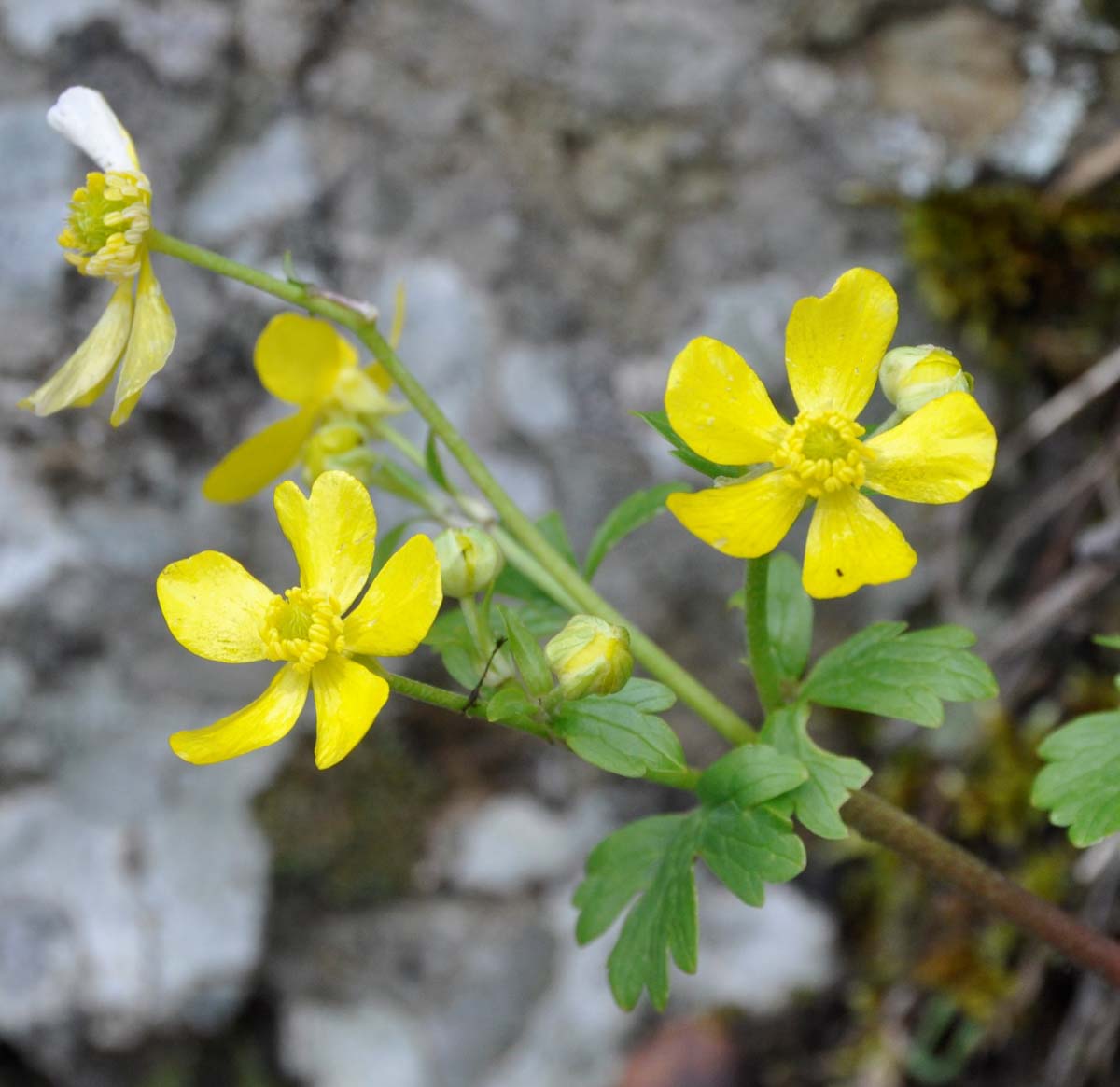 Image of Ranunculus kykkoensis specimen.