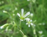 Cerastium holosteoides. Цветок. Окр. Архангельска, у дороги. 15.06.2011.