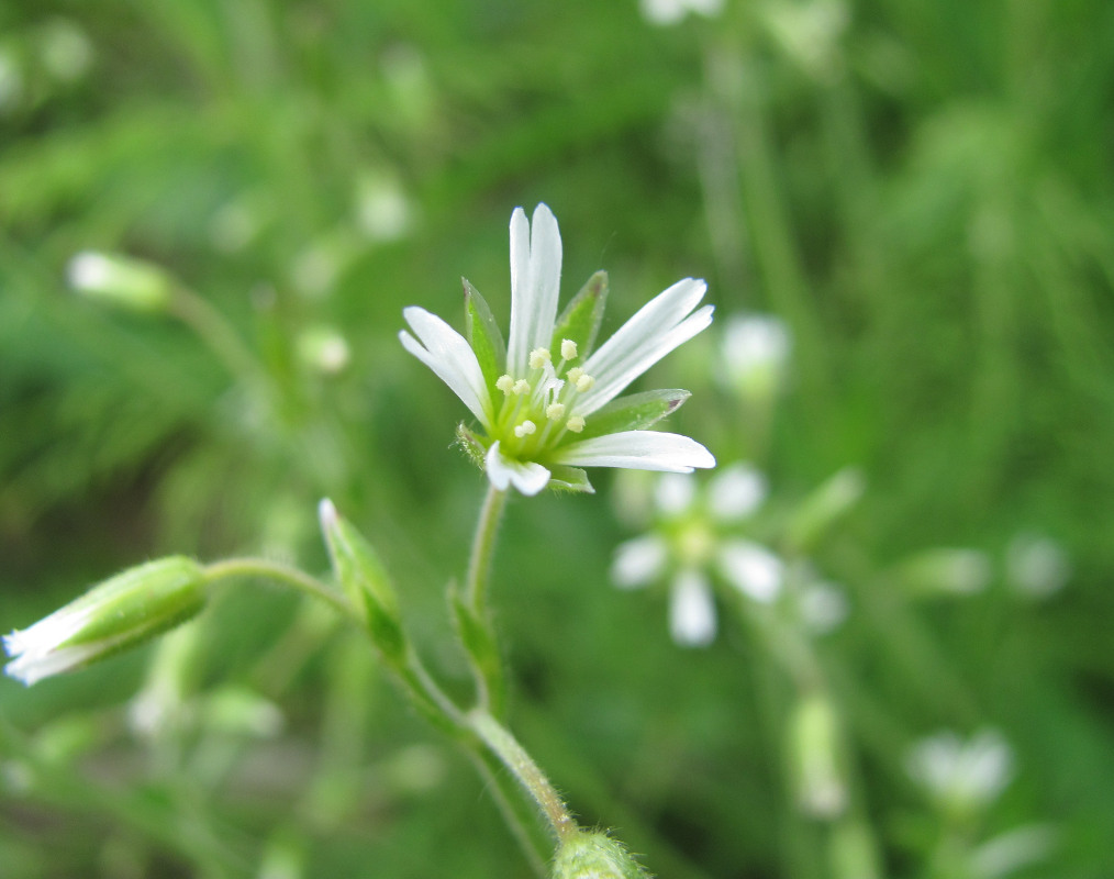 Image of Cerastium holosteoides specimen.