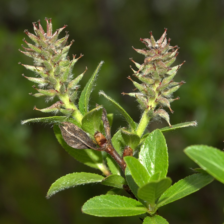 Изображение особи Salix myrsinites.