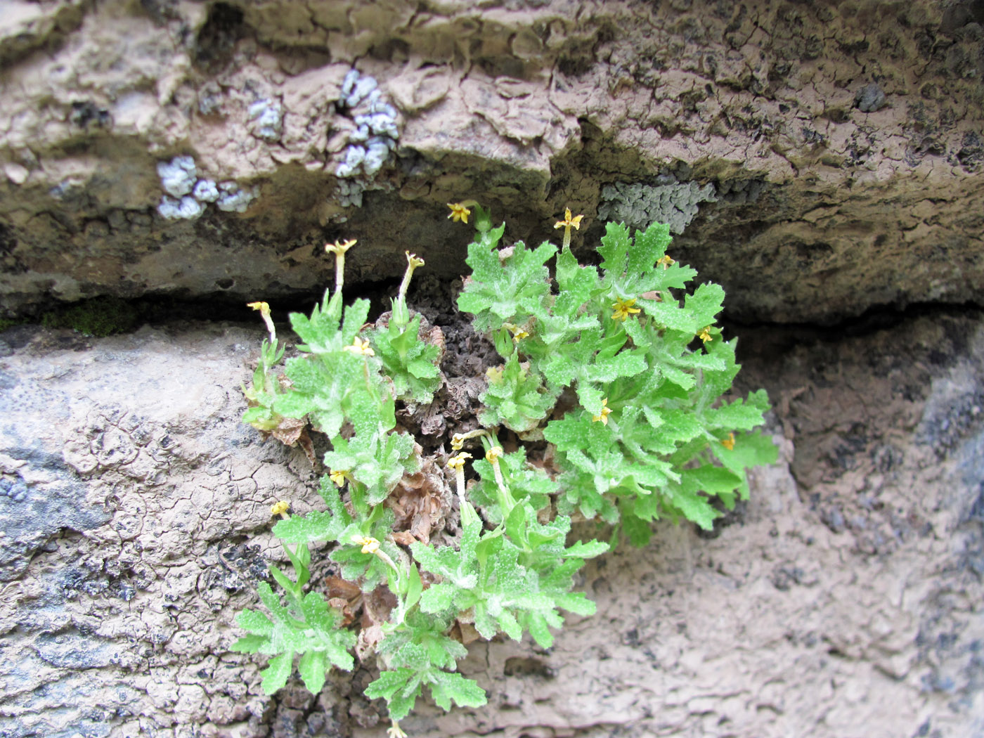 Image of Dionysia hissarica specimen.