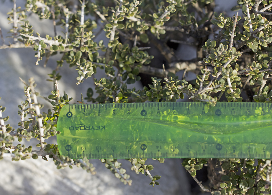 Image of Olea europaea var. sylvestris specimen.