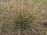 Schoenus nigricans
