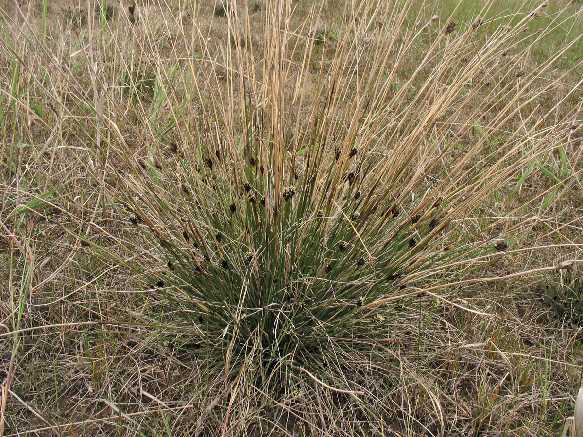 Изображение особи Schoenus nigricans.