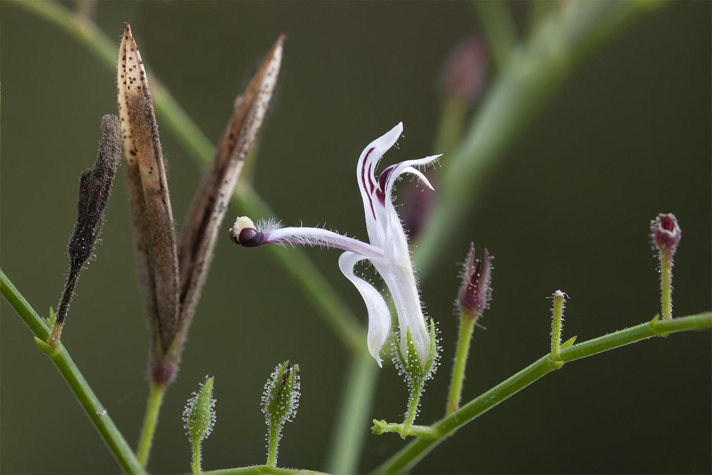 Image of Andrographis paniculata specimen.