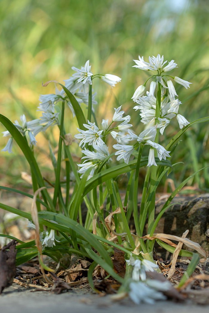 Image of Allium triquetrum specimen.