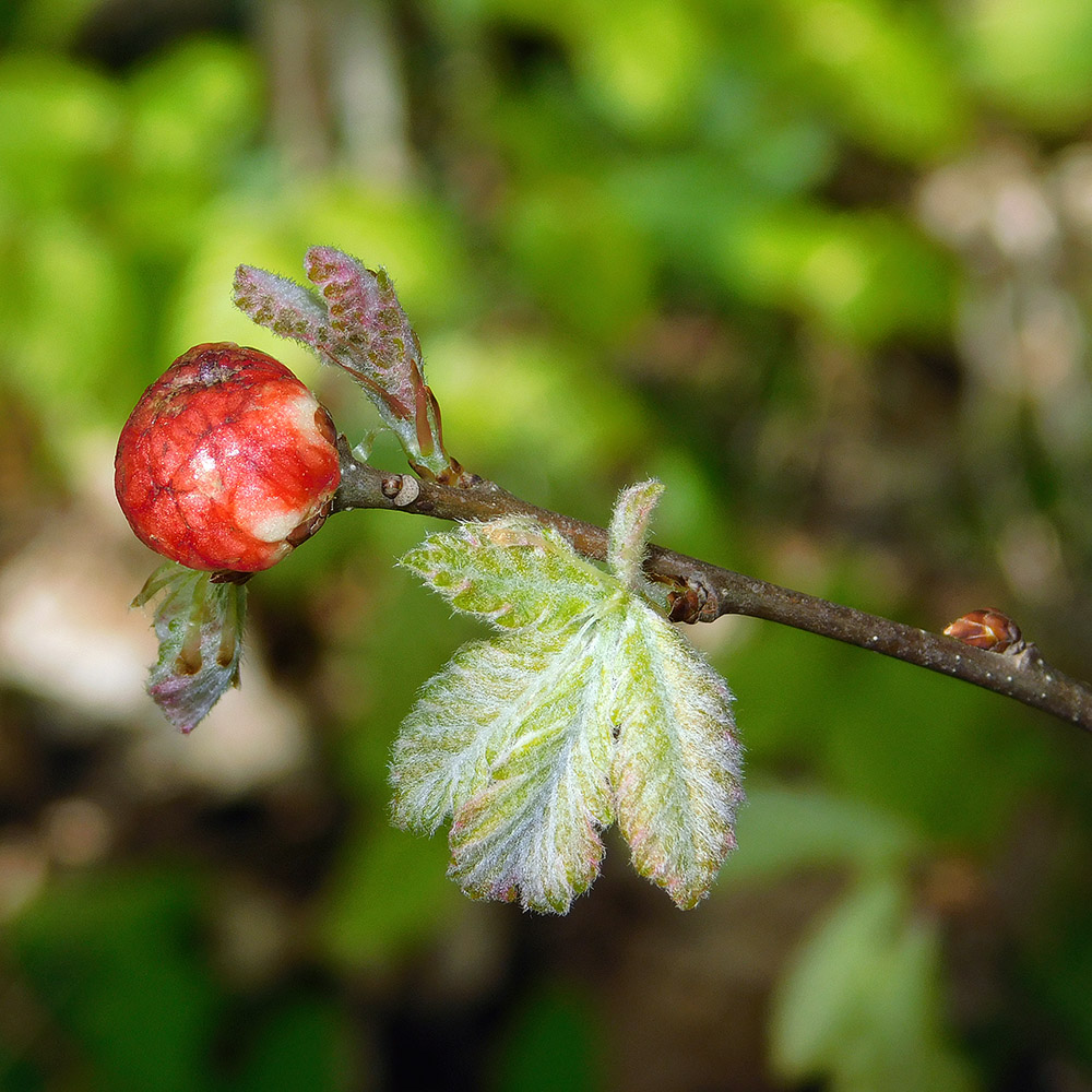 Изображение особи Quercus pubescens.