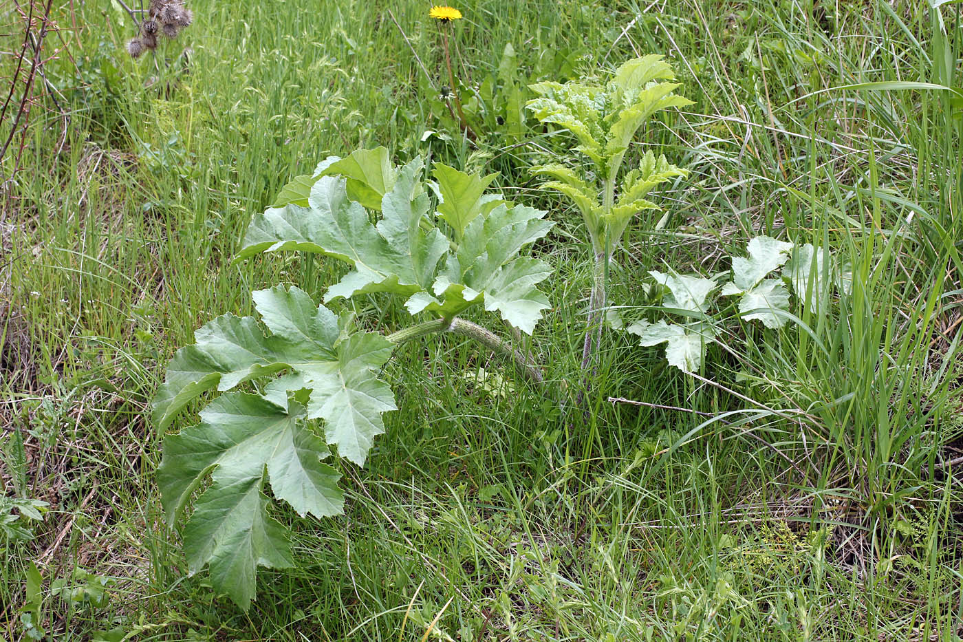 Image of Heracleum lehmannianum specimen.