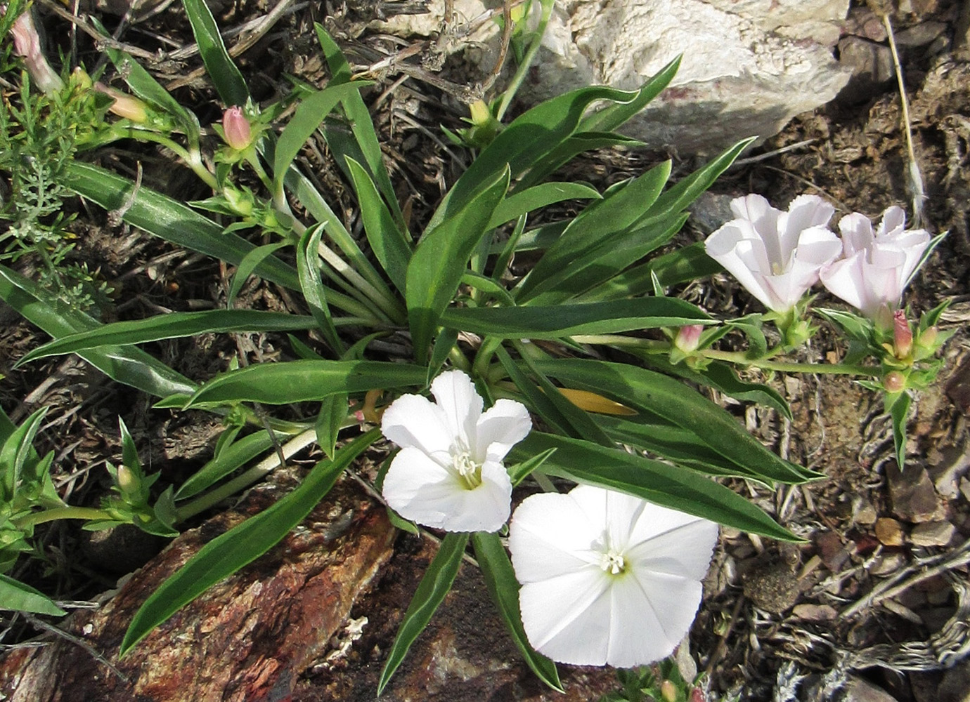 Изображение особи Convolvulus lineatus.