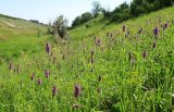 Betonica officinalis