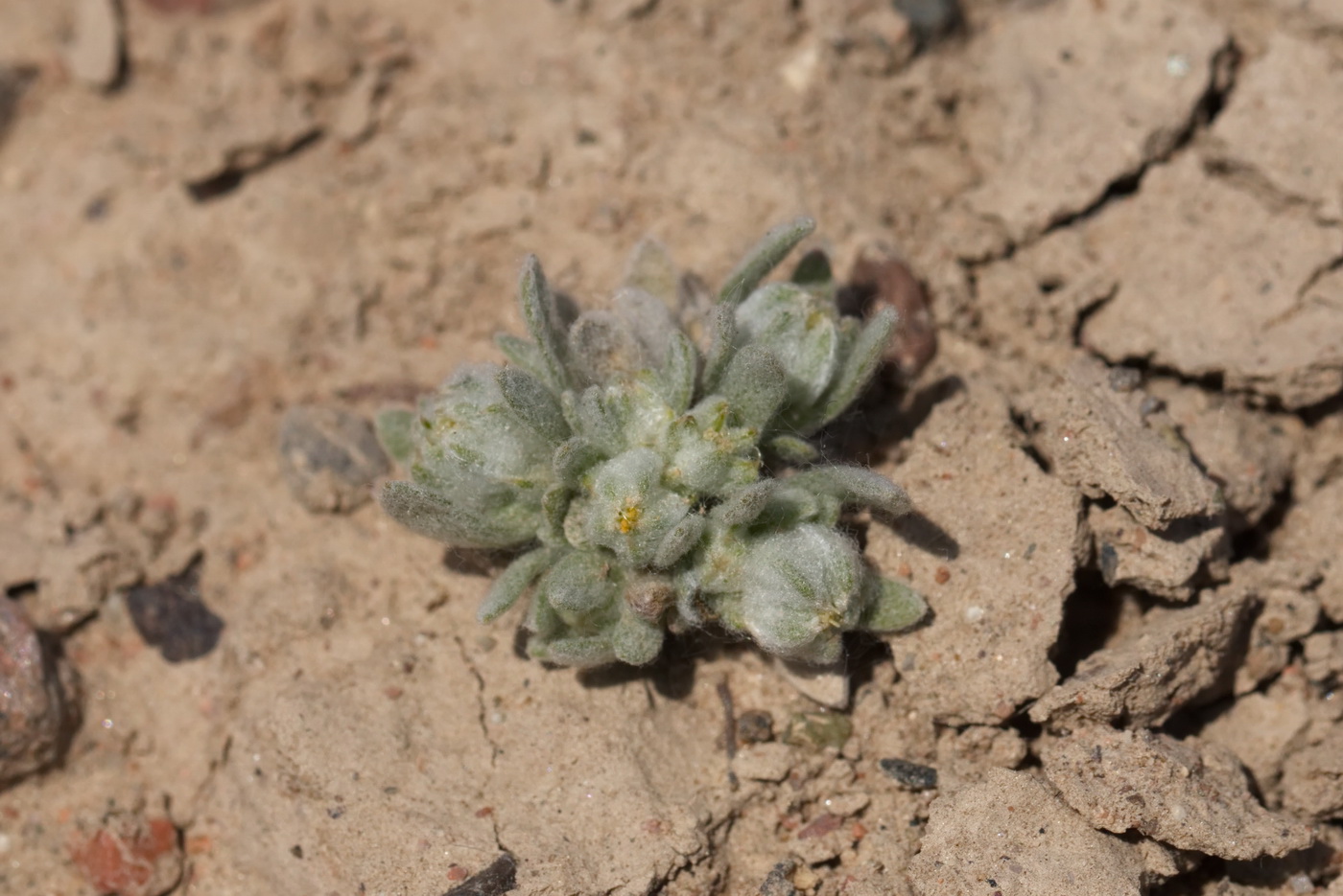 Image of Cymbolaena griffithii specimen.